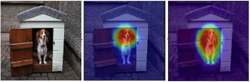 Visualisation d'une carte d'attention (Attention Map) sur l'image d'un chien