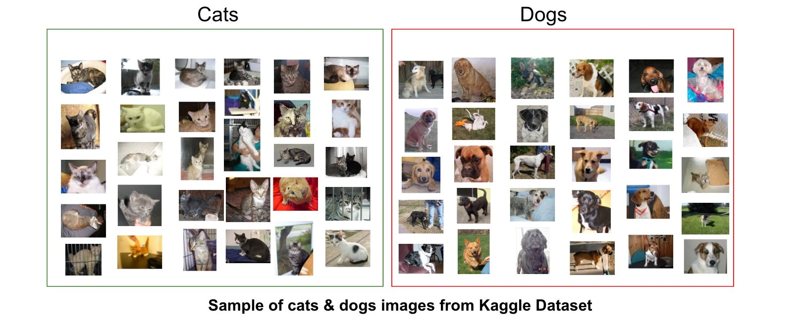 Jeu de données contenant des images de chiens et de chats pour l'entraînement de l'IA
